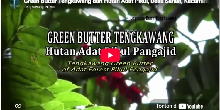 Green Butter Tengkawang dari Hutan Adat Pikul, Desa Sahan, Kecamatan Seluas, Kabupaten Bengkayang.