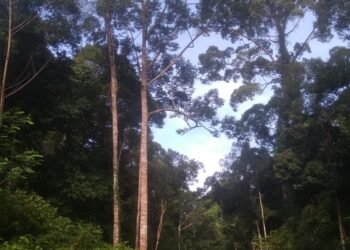 Masyarakat Adat Pikul Terbitkan Peraturan Adat Nomor 1 Tahun 2025 untuk Lindungi Pohon Tengkawang