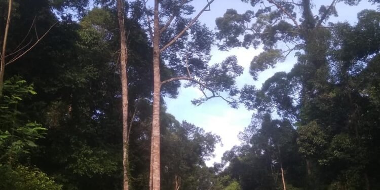 Masyarakat Adat Pikul Terbitkan Peraturan Adat Nomor 1 Tahun 2025 untuk Lindungi Pohon Tengkawang