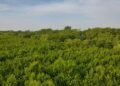Tujuh Nelayan Tumpuan Penyelamatan Hutan Mangrove Singkawang