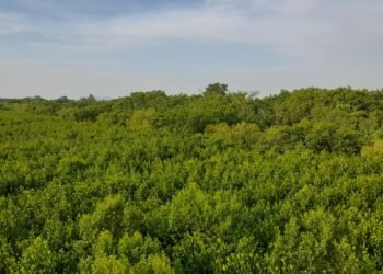 Tujuh Nelayan Tumpuan Penyelamatan Hutan Mangrove Singkawang