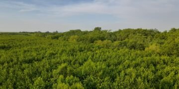 Tujuh Nelayan Tumpuan Penyelamatan Hutan Mangrove Singkawang