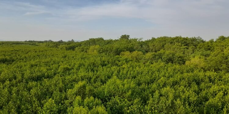 Tujuh Nelayan Tumpuan Penyelamatan Hutan Mangrove Singkawang