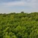 Tujuh Nelayan Tumpuan Penyelamatan Hutan Mangrove Singkawang