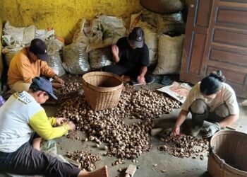 Panen Tengkawang Menyelamatkan Komunitas dari Bencana Kabut Asap