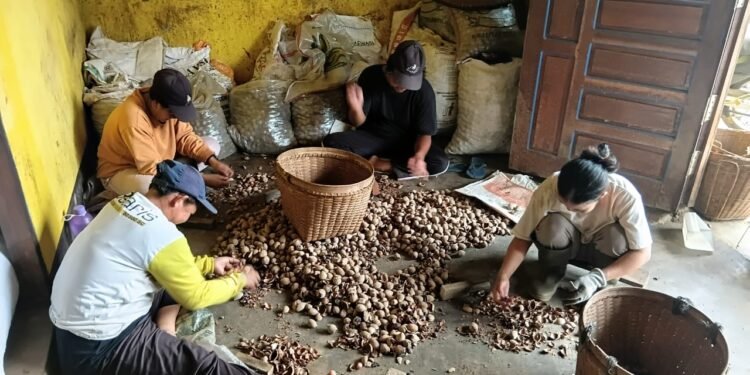 Panen Tengkawang Menyelamatkan Komunitas dari Bencana Kabut Asap
